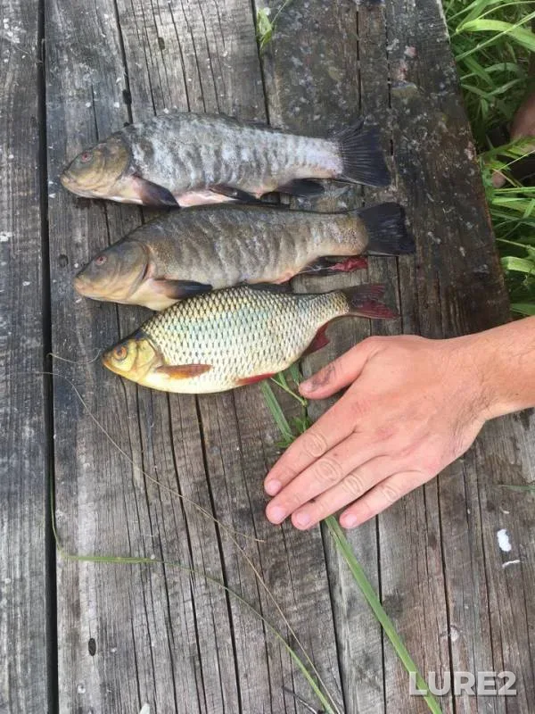 Rudd, Tench — Selizharovka, Jul 12, 2018