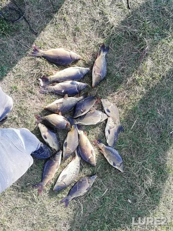 Carp — Pogost, Oct 20, 2019