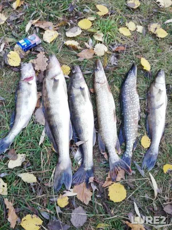 Pike, Zander — Yaselda, Oct 18, 2019