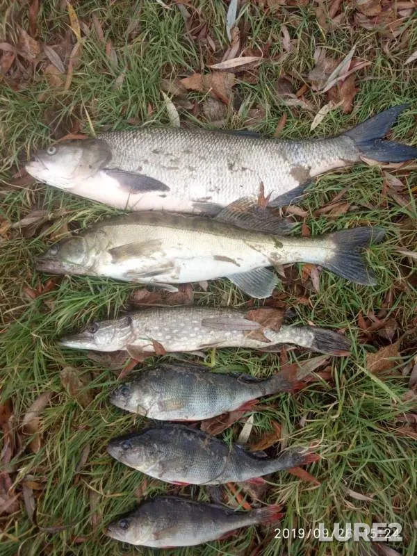 Asp, Perch — Brestskaya oblast, Luninetskiy rayon, Sep 26, 2019