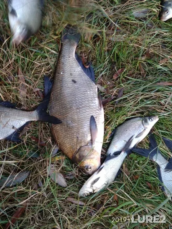Bream — Brestskaya oblast, Pinskiy rayon, Sep 22, 2019