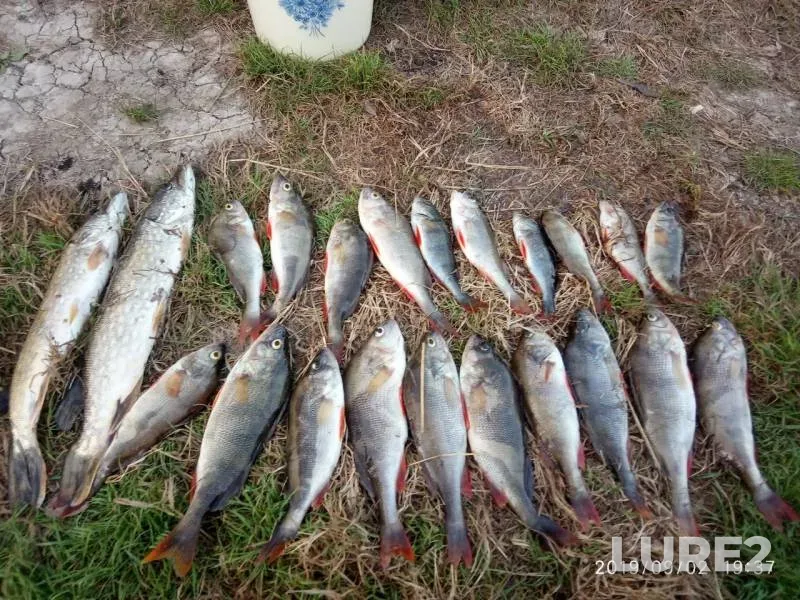 Perch, Pike — Brestskaya oblast, Stolinskiy rayon, Sep 02, 2019