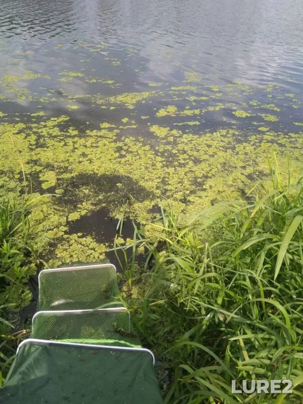Bream — Pripyatka, Aug 31, 2019