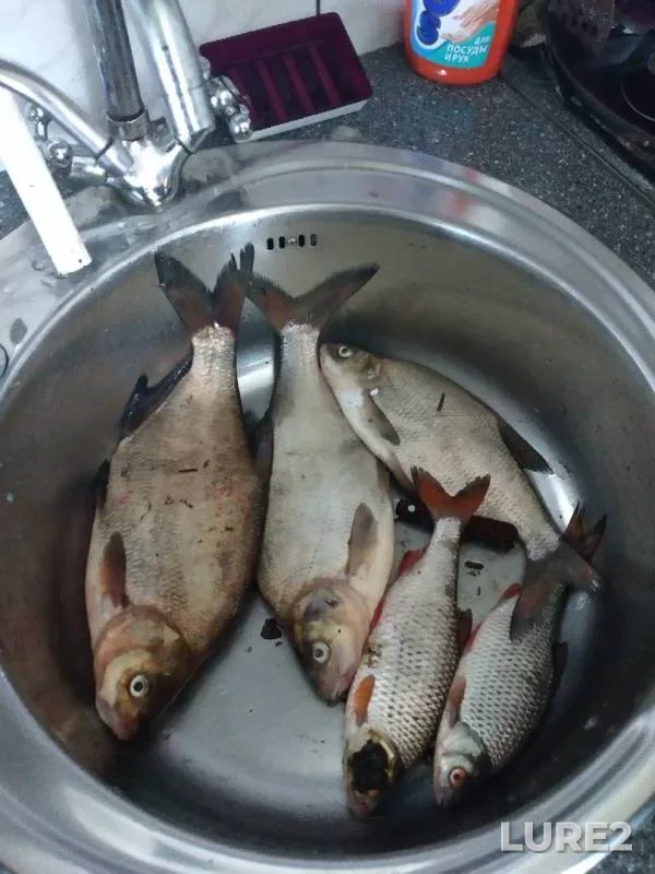 Bream — Brestskaya oblast, Pinskiy rayon, Aug 20, 2019
