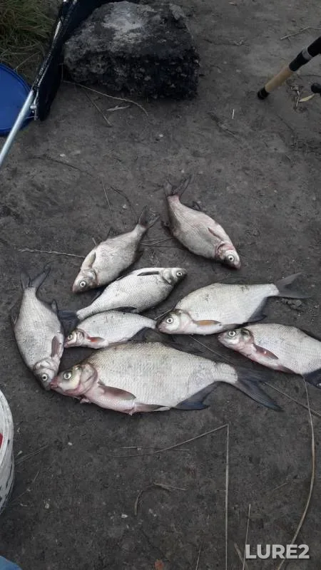 Bream — Yamishcha, Aug 07, 2019