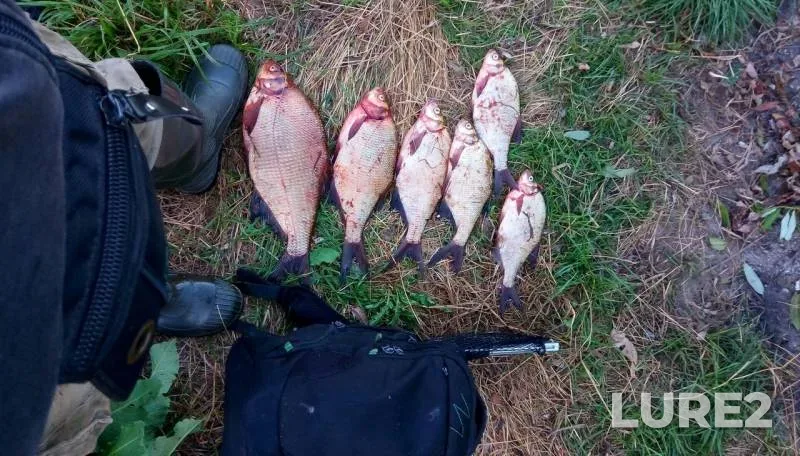 Bream — Stupa, Jul 31, 2019