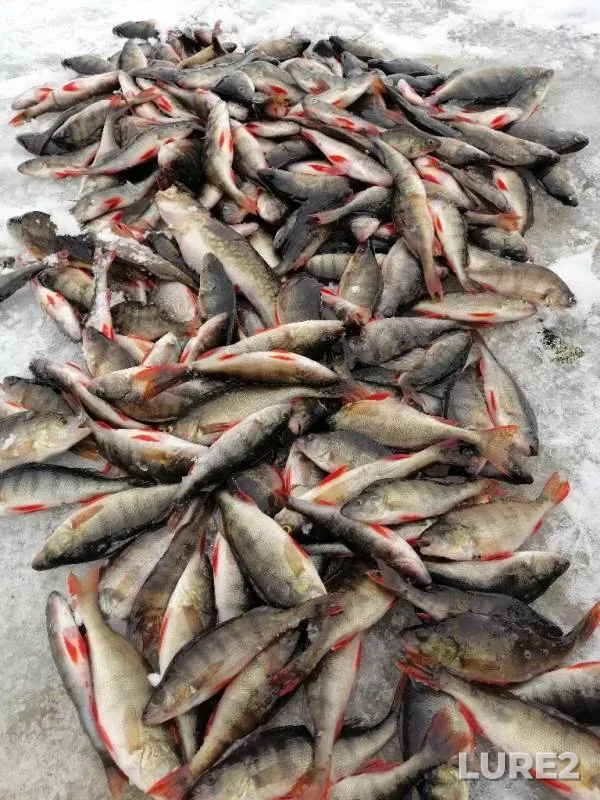 Perch — Golovanskaya Sosnovka, Mar 17, 2019