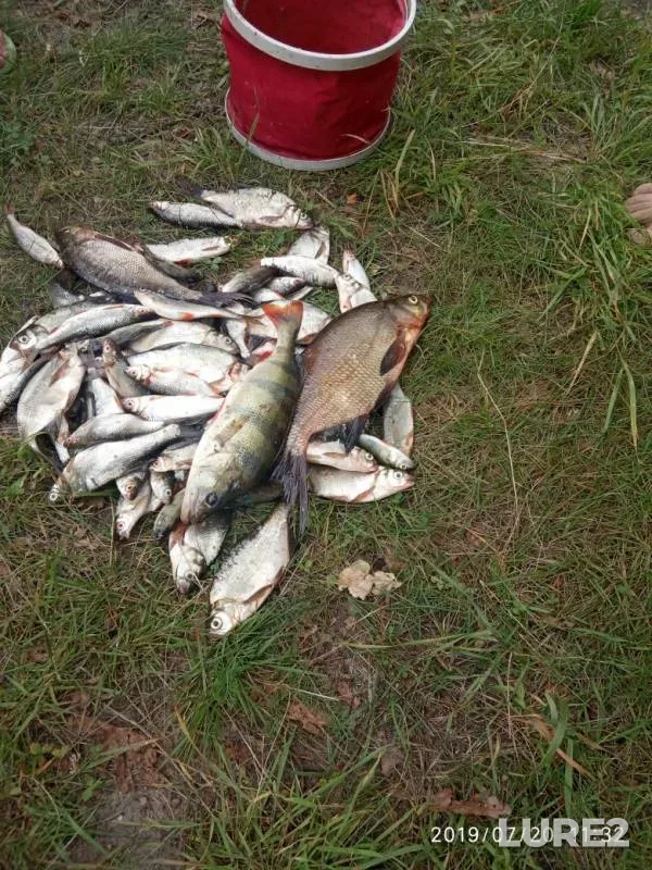 Bleak, Bream — Pina, Jul 22, 2019