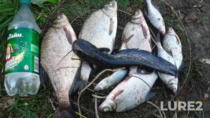 Bream, Wels catfish — Yaselda, Jul 20, 2019