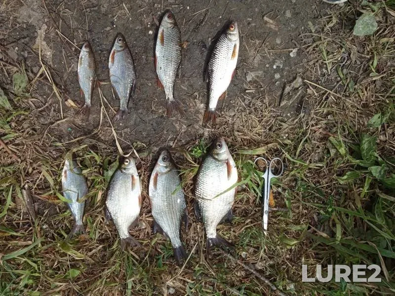 Roach, White bream — Yamishcha, Jul 08, 2019