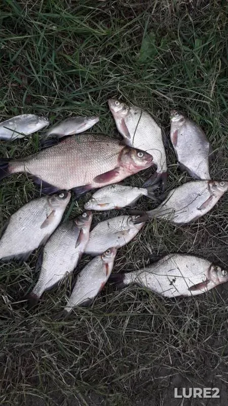 Bream — Yamishcha, Jul 04, 2019
