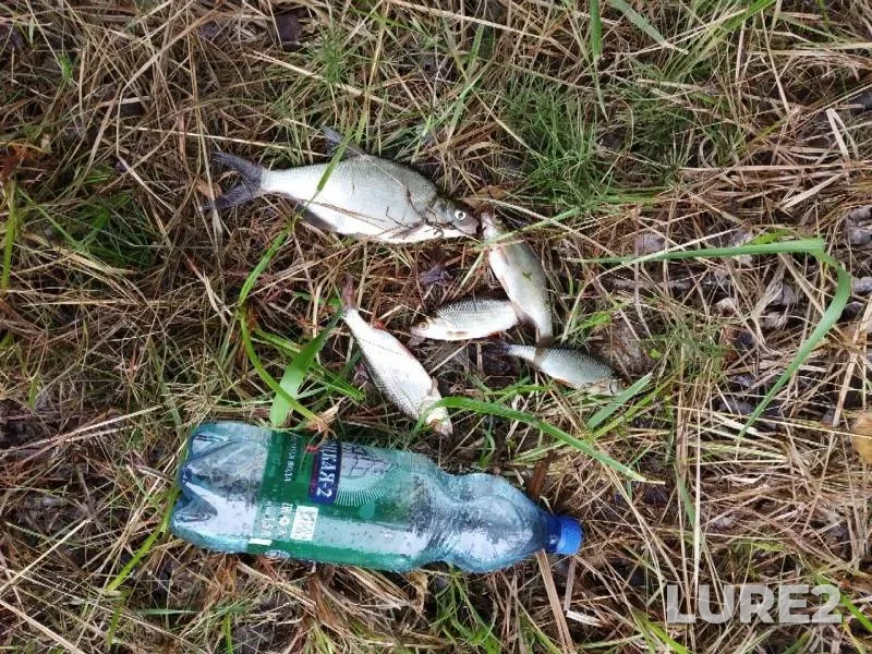 Bream, Roach — Yaselda, Jun 23, 2019