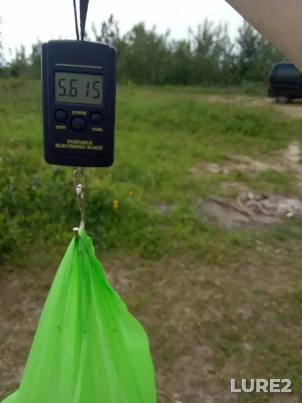 Carp, Crucian carp — Brestskaya oblast, Ivanovskiy rayon, Jun 05, 2019