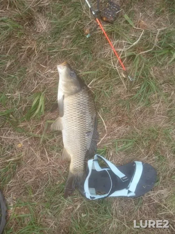 Carp — Pina, Jun 02, 2019