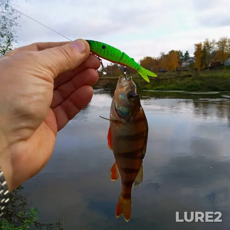 Perch, Pike — Kobylenka, Oct 14, 2019
