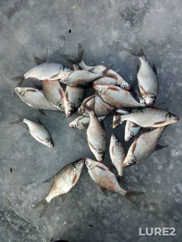 Bream — Zhidche, Feb 03, 2019
