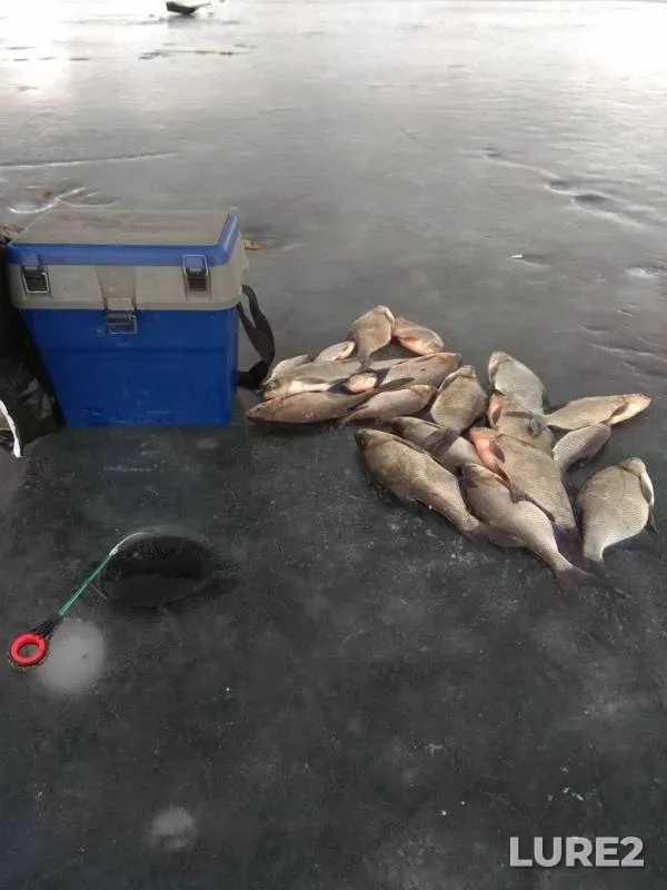 Bream, Roach — Sobelskoye, Feb 20, 2019