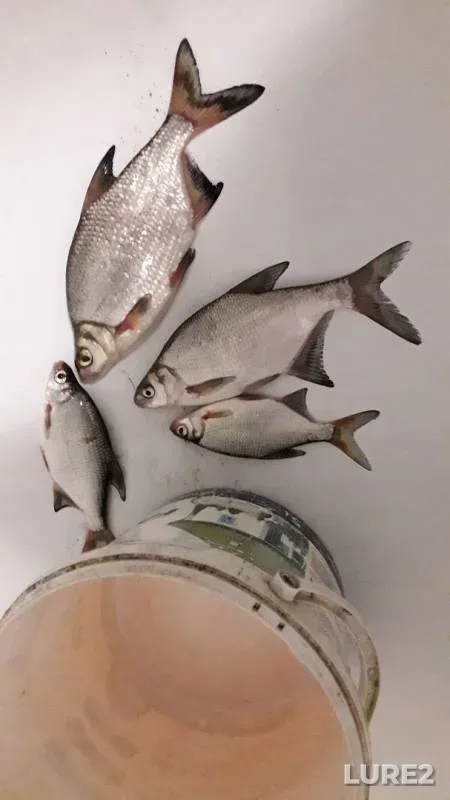 Bream, White bream — Yamishcha, Apr 18, 2019