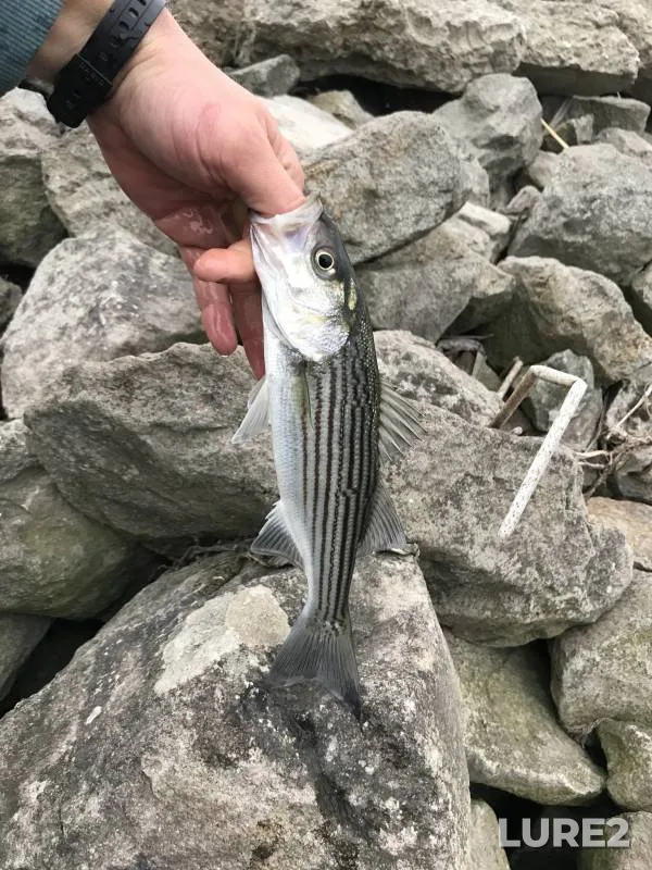 Striped bass — San Joaquin River, May 05, 2018, 6:46 AM