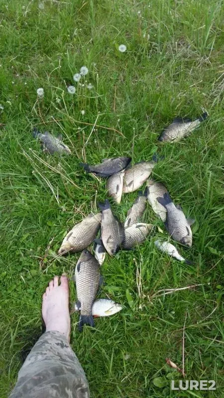 Crucian carp — Pripyatka, May 23, 2019