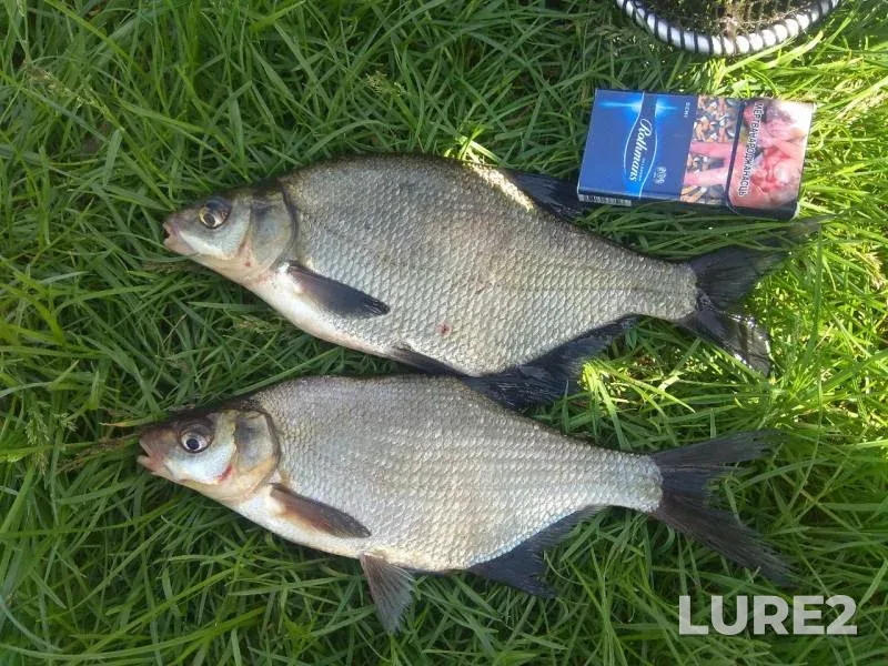 Bream — Stupa, May 23, 2019