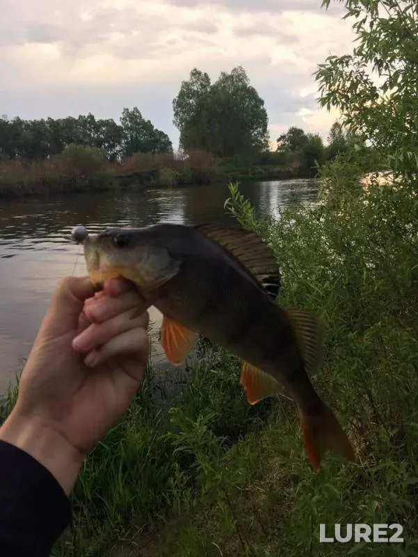 Perch, Zander — Yamishcha, May 16, 2019