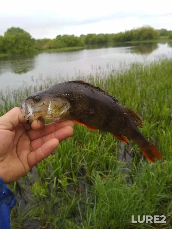 Perch — Yaselda, May 14, 2019