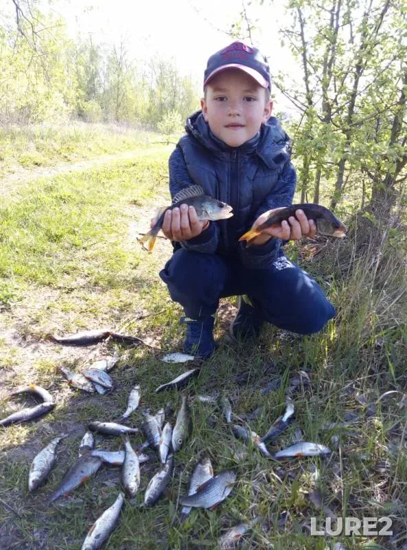 Perch, Roach — Brestskaya oblast, Pinskiy rayon, May 08, 2019