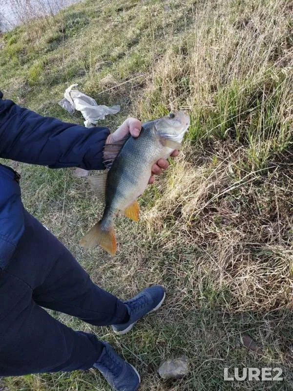 Perch — Tasheba, May 16, 2019