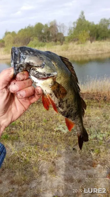 Perch — Prostyr, May 04, 2019