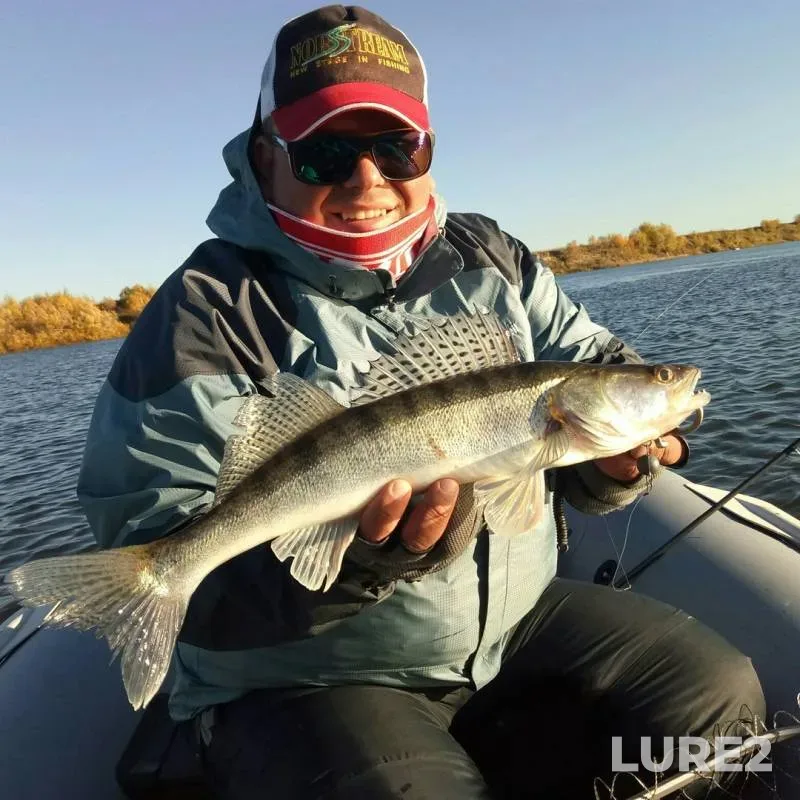 Zander — Oka, Jan 19, 2019