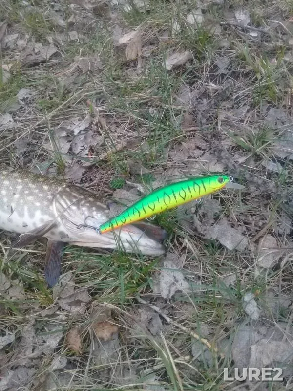Pike — Minusinskaya protoka, May 13, 2019