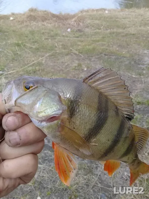 Perch — Tasheba, May 11, 2019