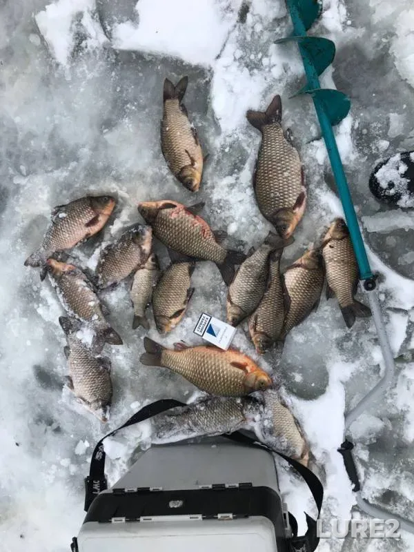 Crucian carp — Vesna, Feb 15, 2018