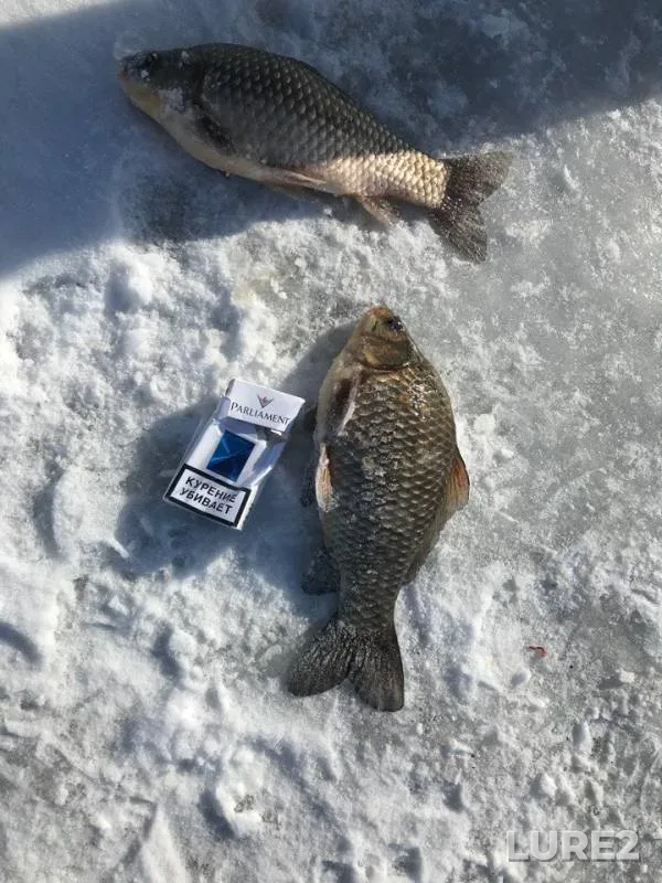 Crucian carp — Vesna, Feb 12, 2018