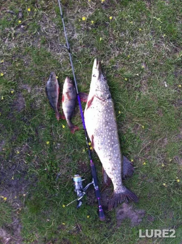 Perch, Pike — Buzuluk, Apr 16, 2014