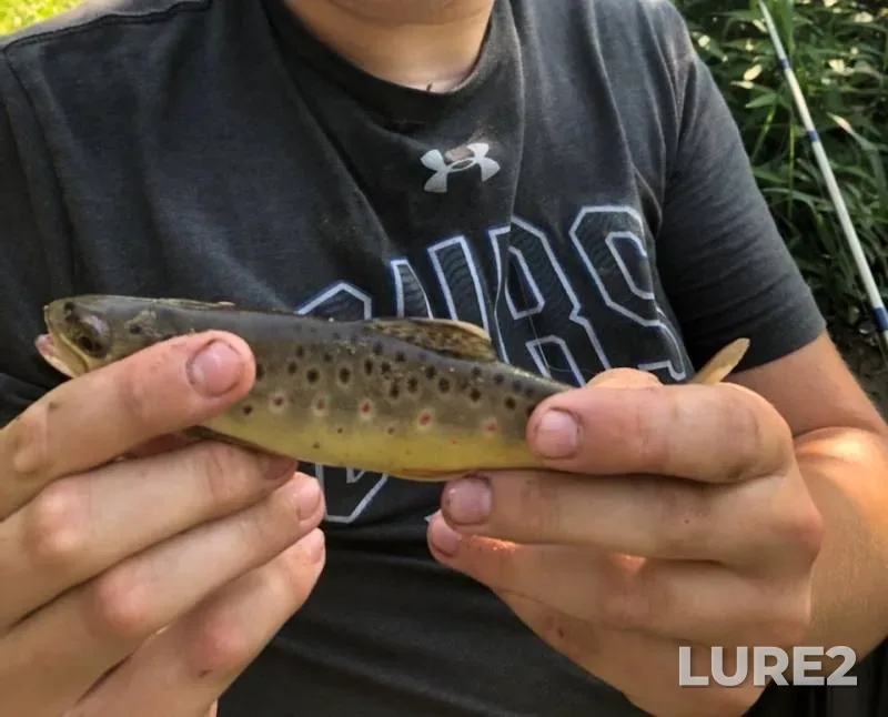 Brown trout — Iowa, Allamakee County, Jul 20, 2018