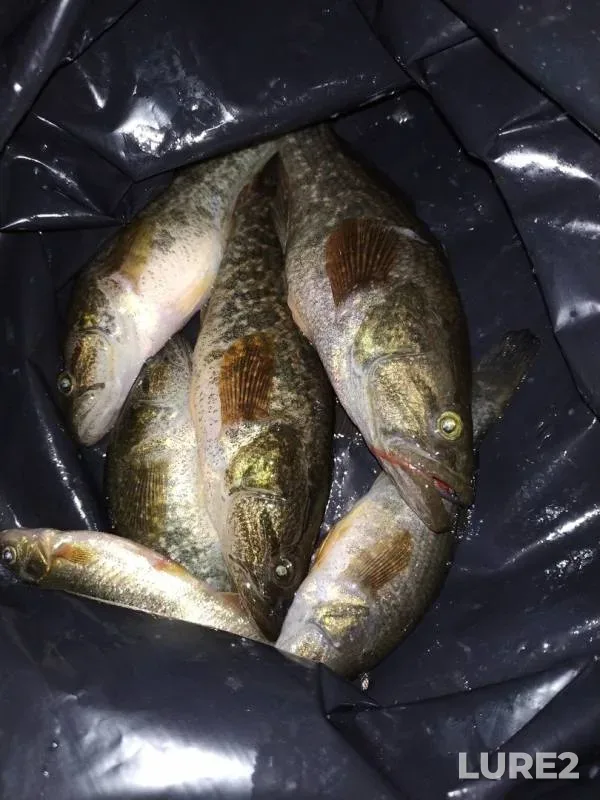 Crucian carp — Tavolzhannoye, Nov 17, 2019