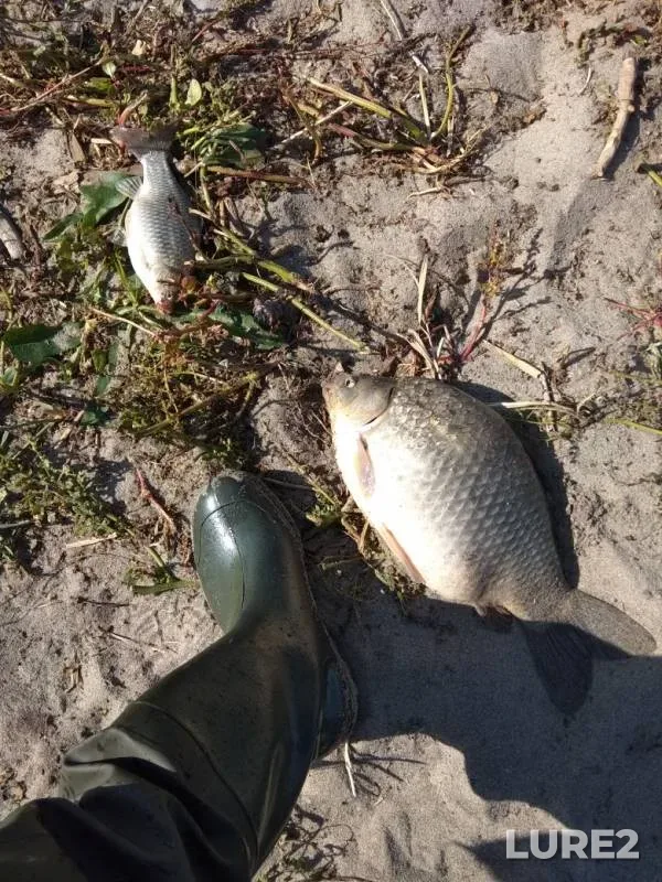 Crucian carp — Selezyan, Sep 16, 2019
