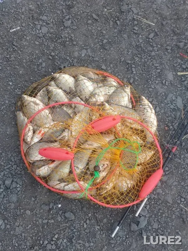 Crucian carp — Uyelgi, Sep 13, 2019