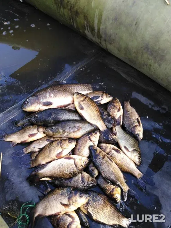 Crucian carp — Kara-Kumlyak, Jul 06, 2019