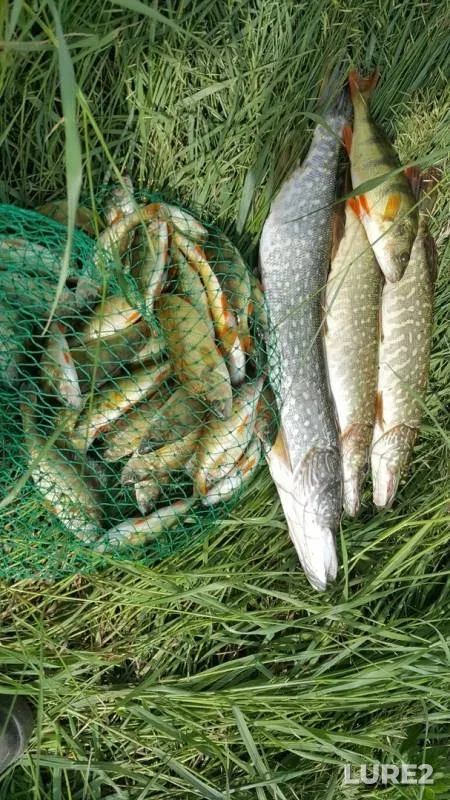 Perch, Pike — Shablish, Jun 29, 2019