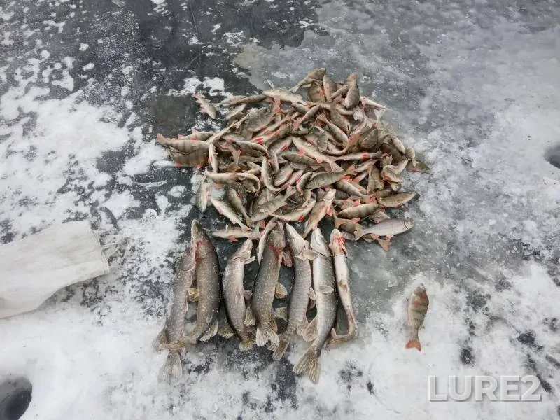 Pike, Roach — Ivan, Nov 21, 2019