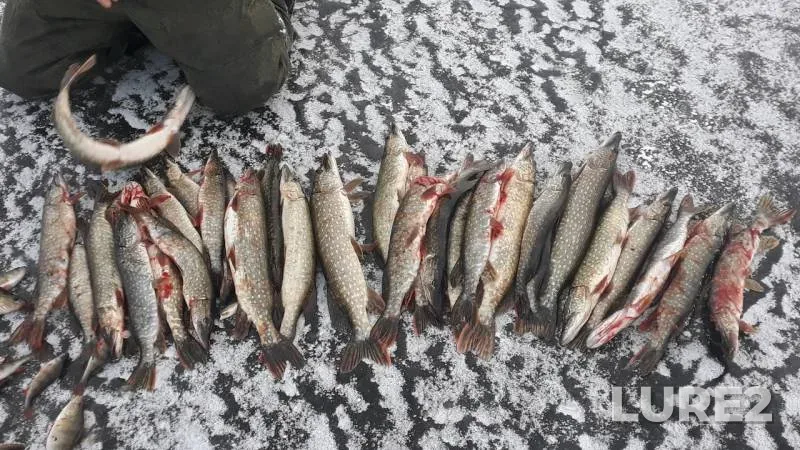 Pike — Ivan, Nov 20, 2019