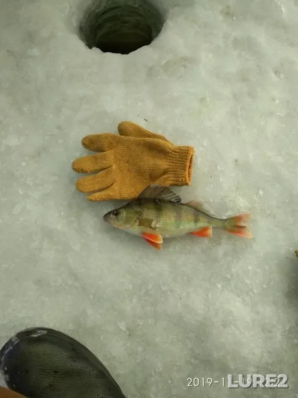 Perch — Ivan, Nov 20, 2019