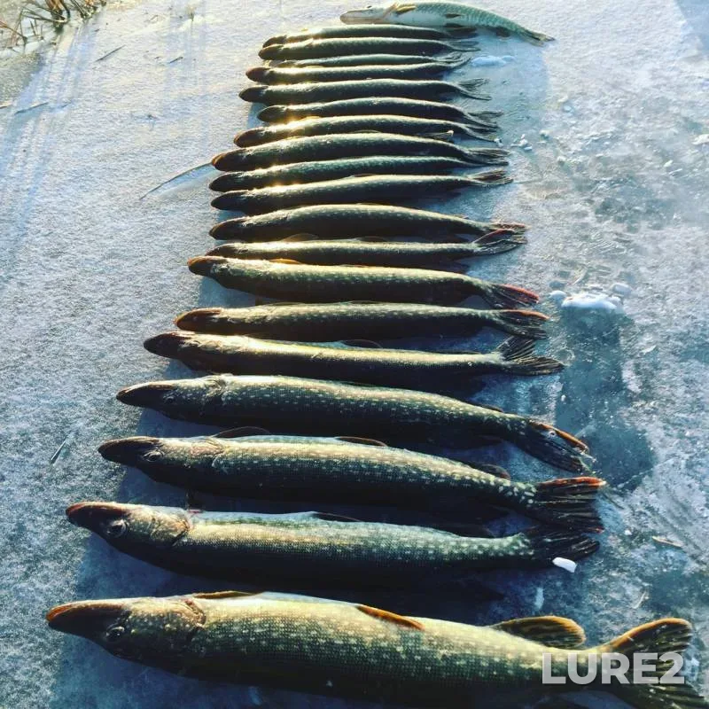 Pike — Ivan, Nov 09, 2019