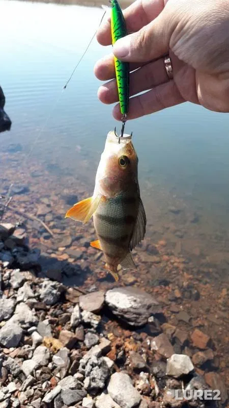 Perch — Nalivnoye, May 17, 2019