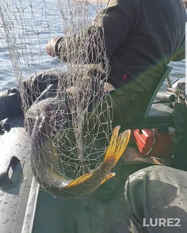 Perch, Pike — Tsipa, Oct 06, 2019