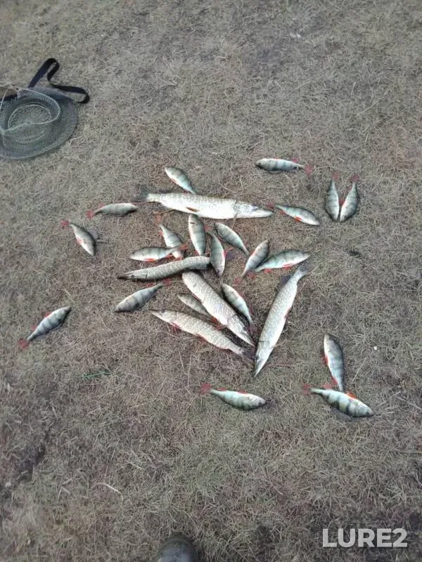 Perch, Pike — Ivan, Sep 29, 2019
