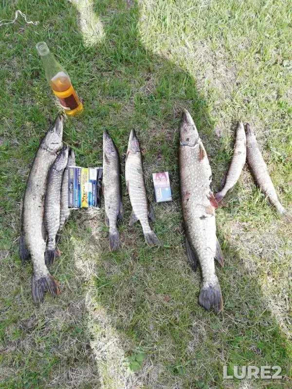 Pike — Minusinskaya protoka, May 20, 2019